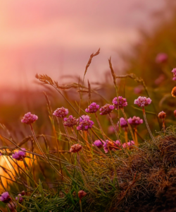 Field of pink wildflowers at sunset, representing the abundance mindset